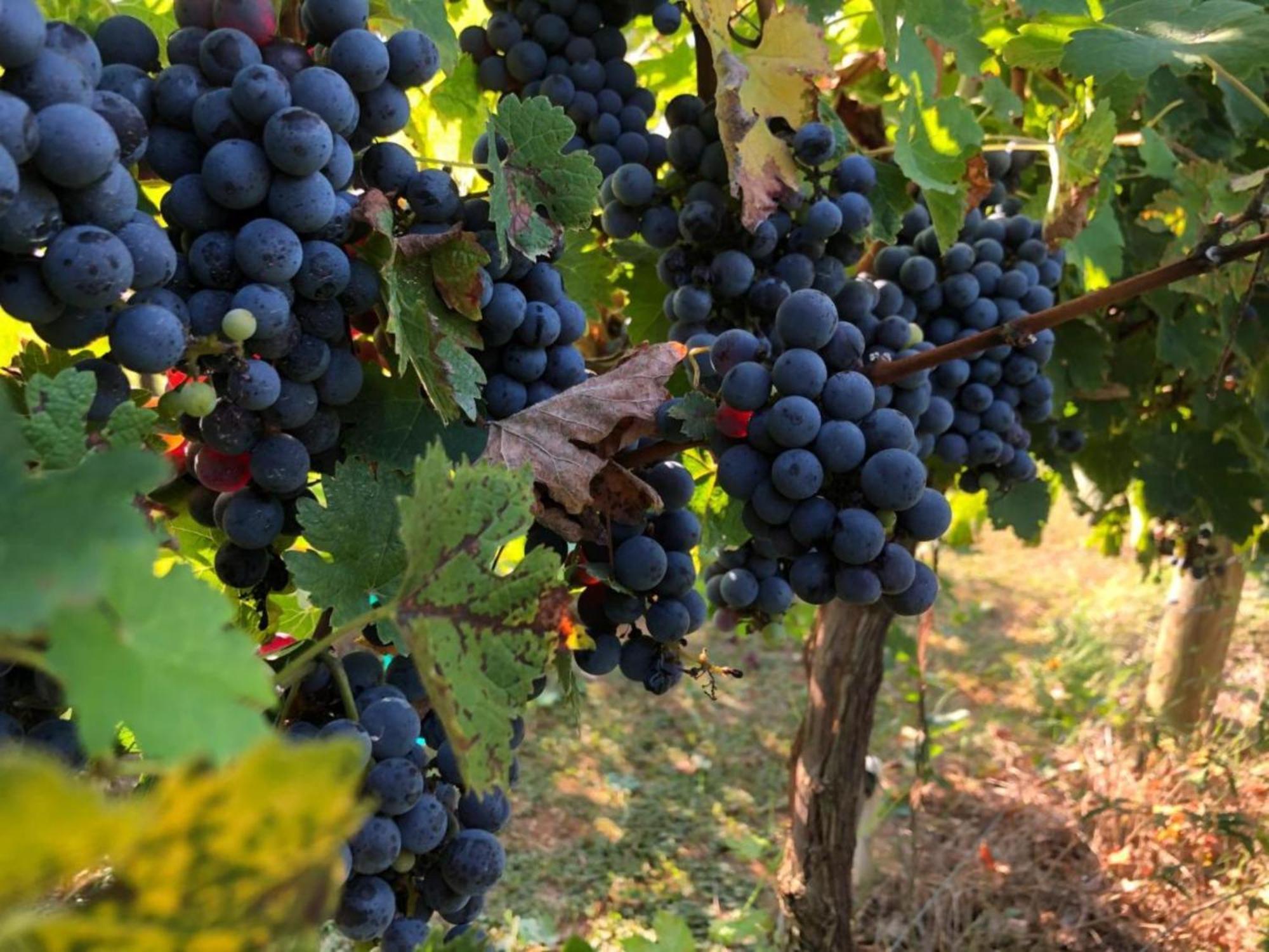 מלון קורטונה Borgo Syrah מראה חיצוני תמונה
